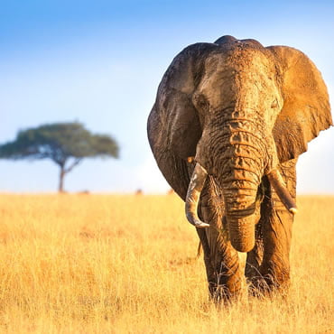 Holidaytourmures-Kenya-Safari