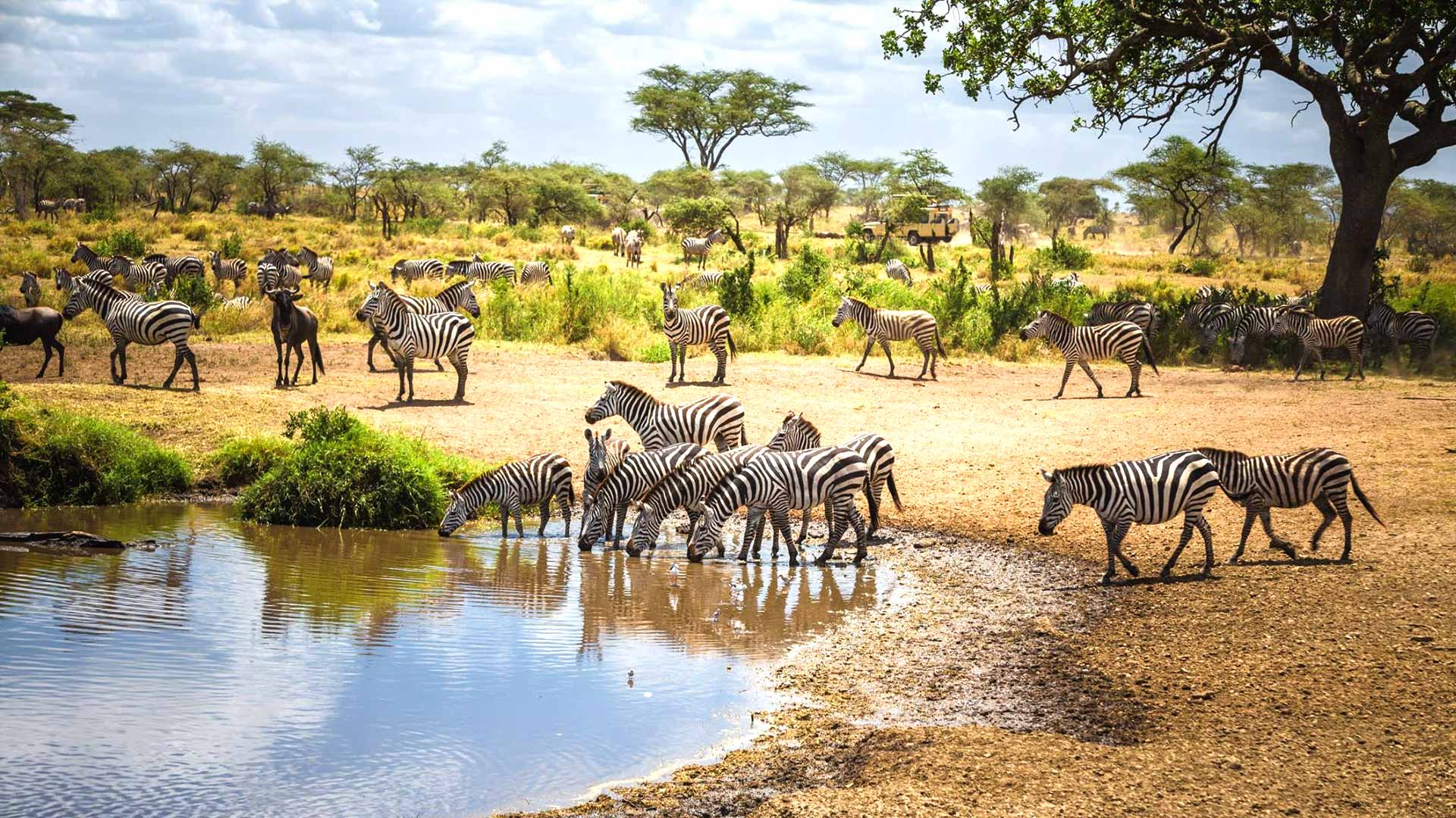 Safari in Tanzania Serengeti cu Holiday Tour Mures
