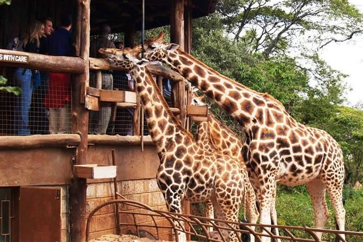 Safari in Kenia Vacanta Copiilo