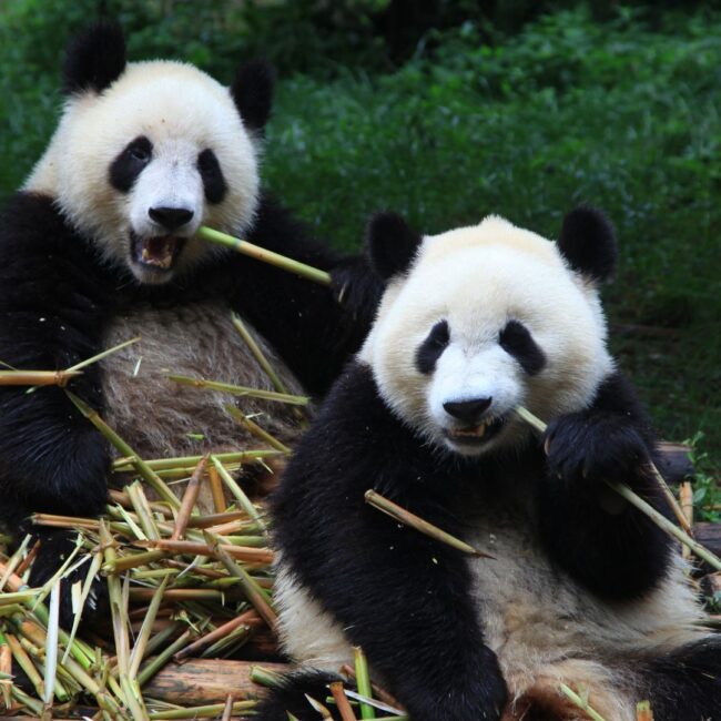 Circuit CHINA – TIBET: Calatorie cu Trenul Transtibetan 08 - 21 Iunie 2026