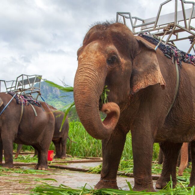 Sejur THAILANDA: Vacanta Exotica in Phuket 09 – 21 Aprilie 2026