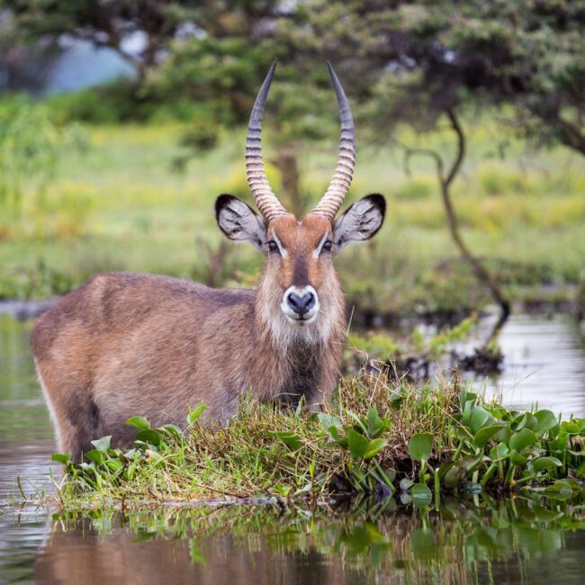 Circuit KENYA: Safari si relaxare pe plaja 08-19 August 2026