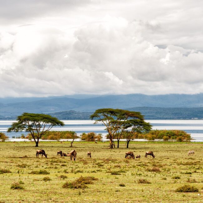 Circuit KENYA: Safari si relaxare pe plaja 08-19 August 2026