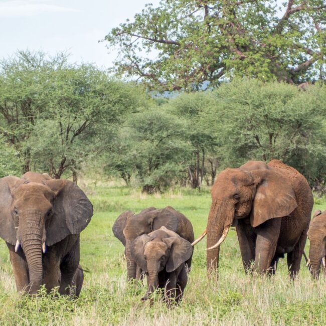 Circuit Tanzania: Safari African si Relaxare in Zanzibar 20 Iunie - 1 Iulie 2026