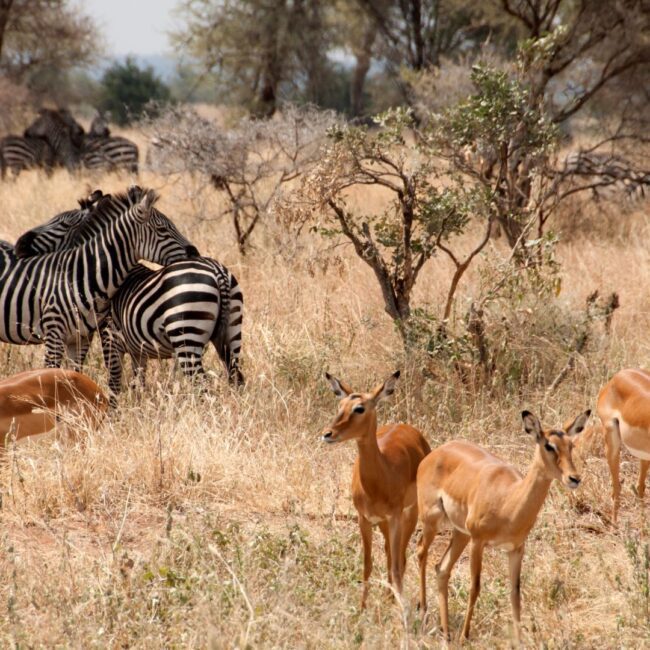 Circuit Tanzania: Safari African si Relaxare in Zanzibar 20 Iunie - 1 Iulie 2026