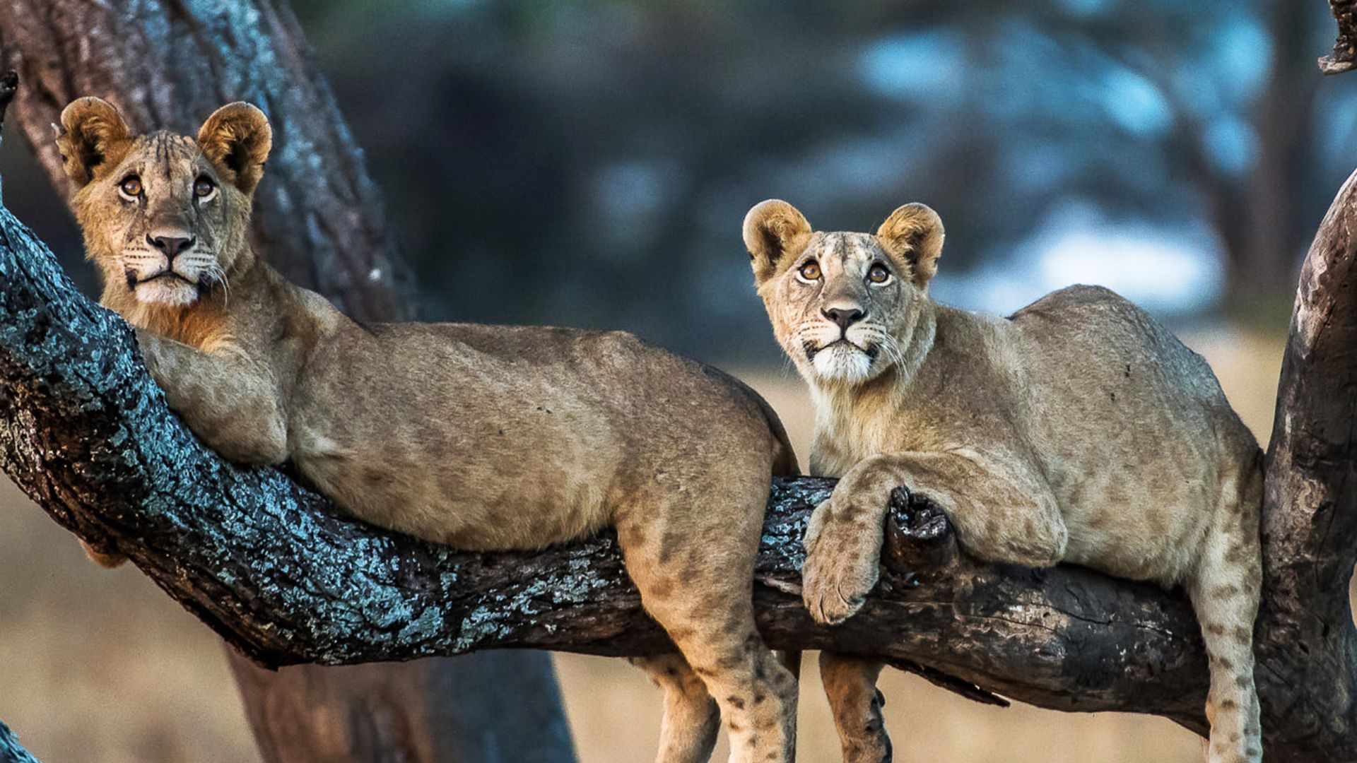 Circuit Tanzania: Safari African si Relaxare in Zanzibar 20 Iunie - 1 Iulie 2026