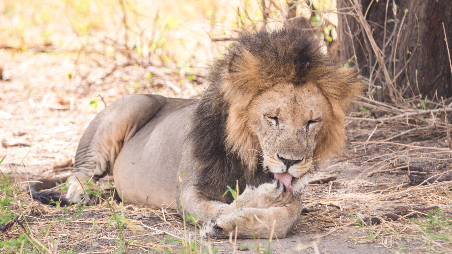 Circuit Tanzania: Safari African si Relaxare in Zanzibar 20 Iunie - 1 Iulie 2026