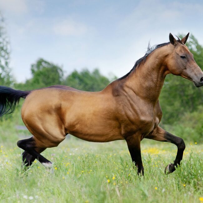 Circuit 5 Stanuri: 12 Septembrie - 28 Septembrie 2026