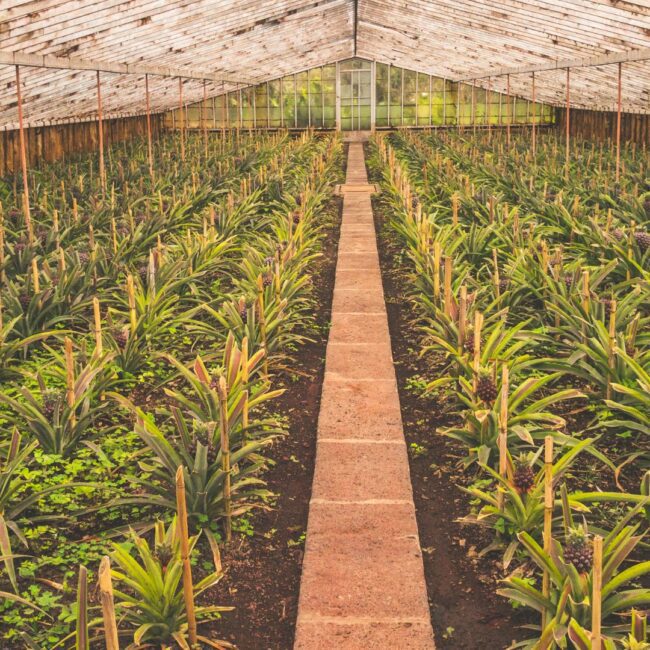 Circuit Azore: Insula Sao Miguel Hawaii-ul Europei 28 August - 05 Septembrie 2026