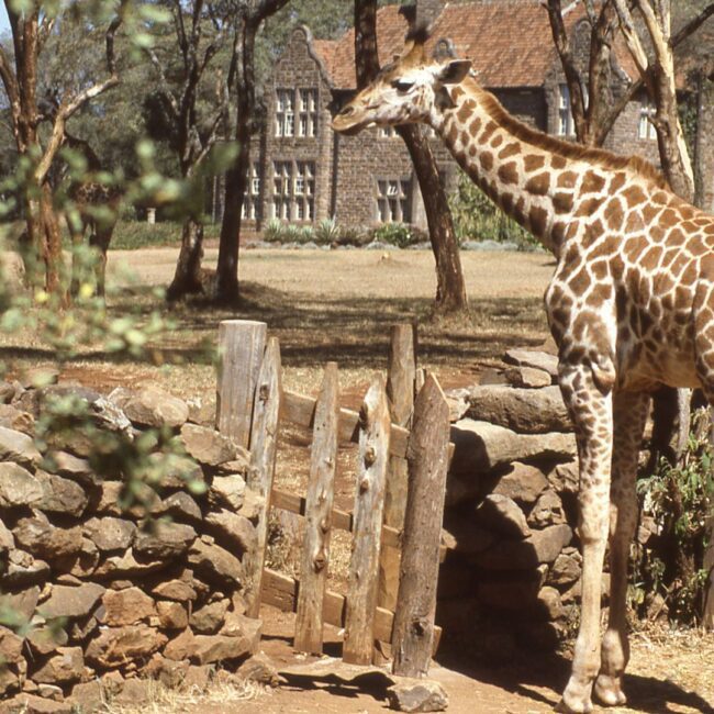 Circuit KENYA: Safari si relaxare pe plaja 27 Octombrie - 07 Noiembrie 2026