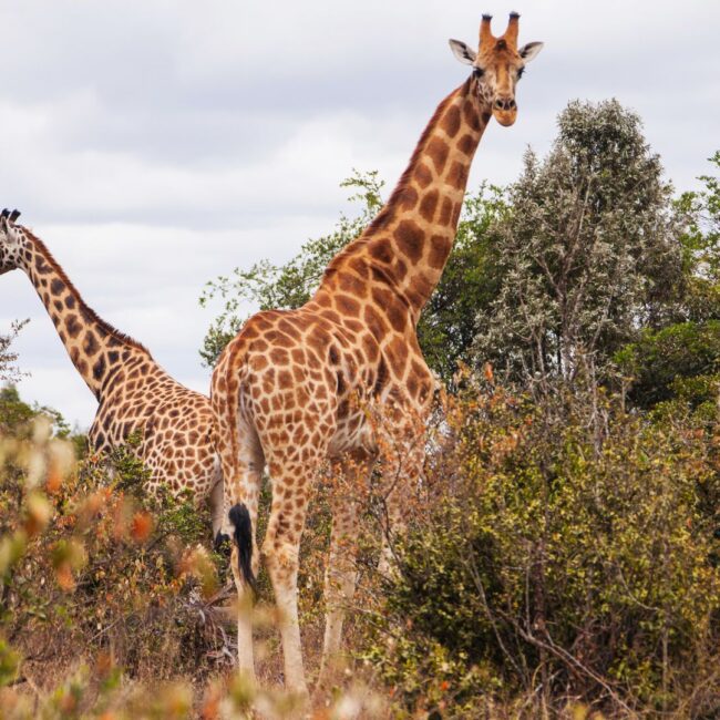 Circuit KENYA: Safari si relaxare pe plaja 27 Octombrie - 07 Noiembrie 2026