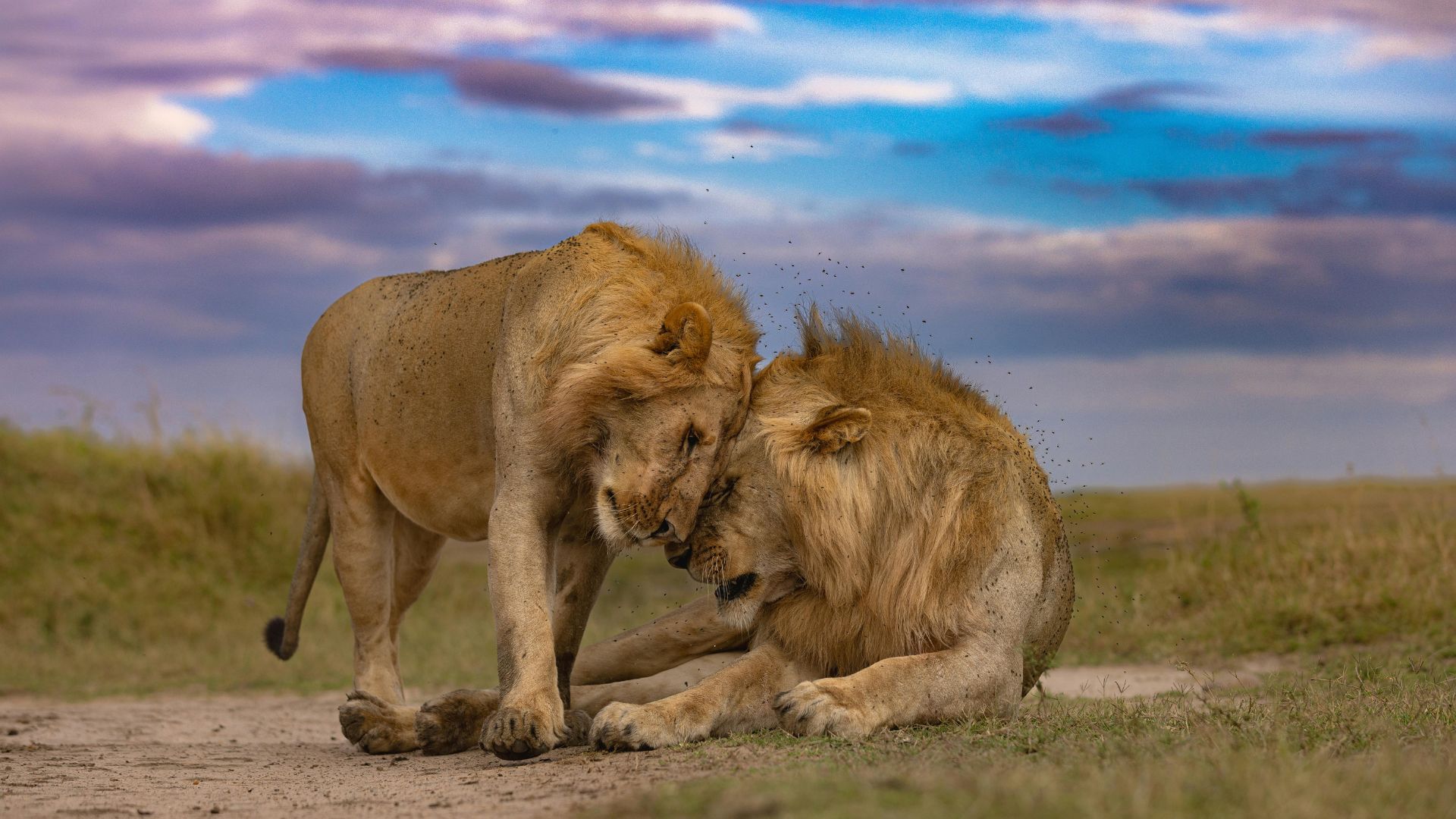 Circuit KENYA: Safari si relaxare pe plaja 27 Octombrie - 07 Noiembrie 2026