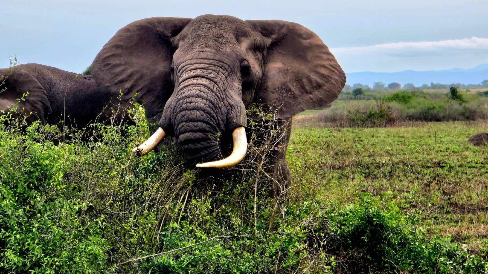 Circuit Uganda si Rwanda (18) Circuit UGANDA si RWANDA: Aventura in inima Africii de Est 28 Noiembrie-12 Decembrie 2026