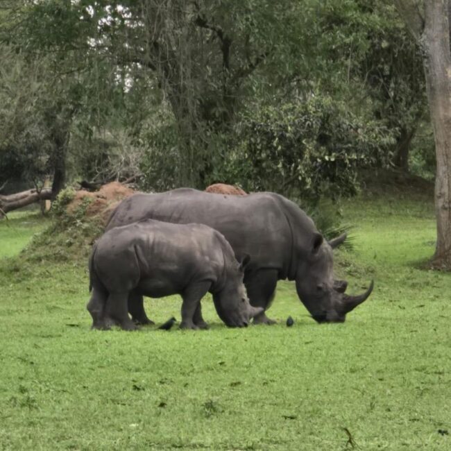 Circuit UGANDA si RWANDA: Aventura in inima Africii de Est 28 Noiembrie-12 Decembrie 2026