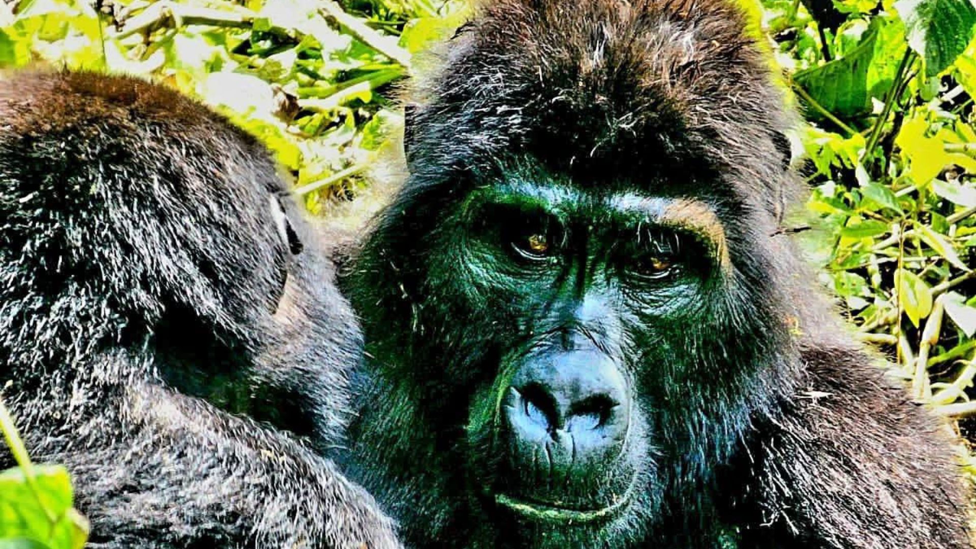 Circuit Uganda si Rwanda (26) Circuit UGANDA si RWANDA: Aventura in inima Africii de Est 28 Noiembrie-12 Decembrie 2026