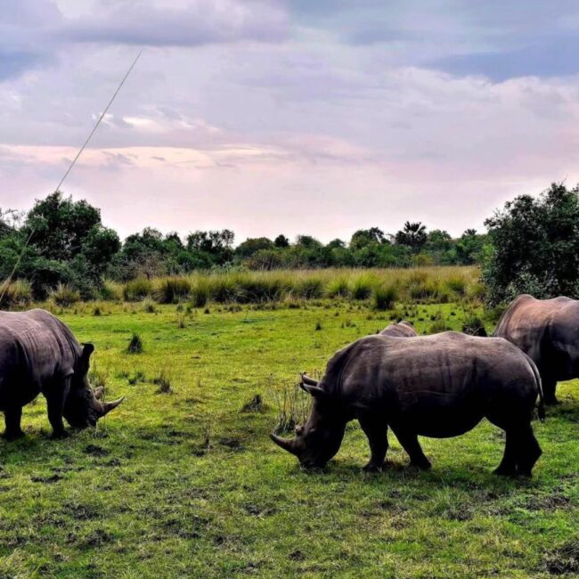 Circuit UGANDA si RWANDA: Aventura in inima Africii de Est 28 Noiembrie-12 Decembrie 2026