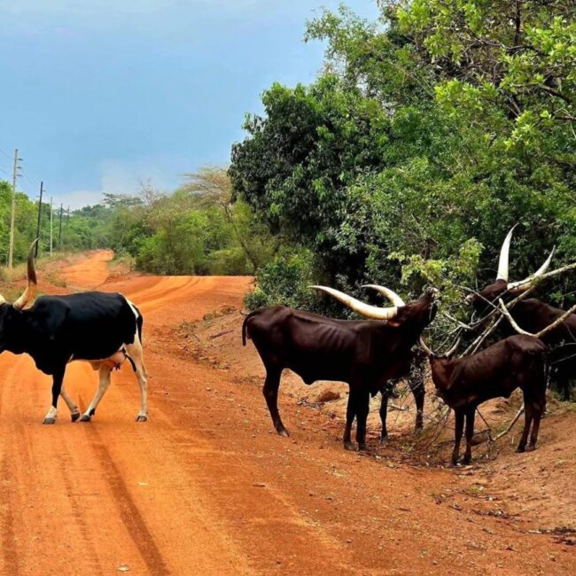 Circuit UGANDA si RWANDA: Aventura in inima Africii de Est 28 Noiembrie-12 Decembrie 2026