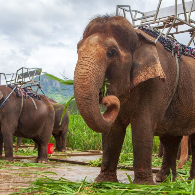 Circuit THAILANDA: Bangkok, Krabi si Phuket 31 Octombrie - 14 Noiembrie 2026