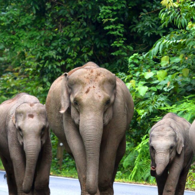 Sejur THAILANDA: Vacanta exotica in Phuket 05-17 Noiembrie 2026