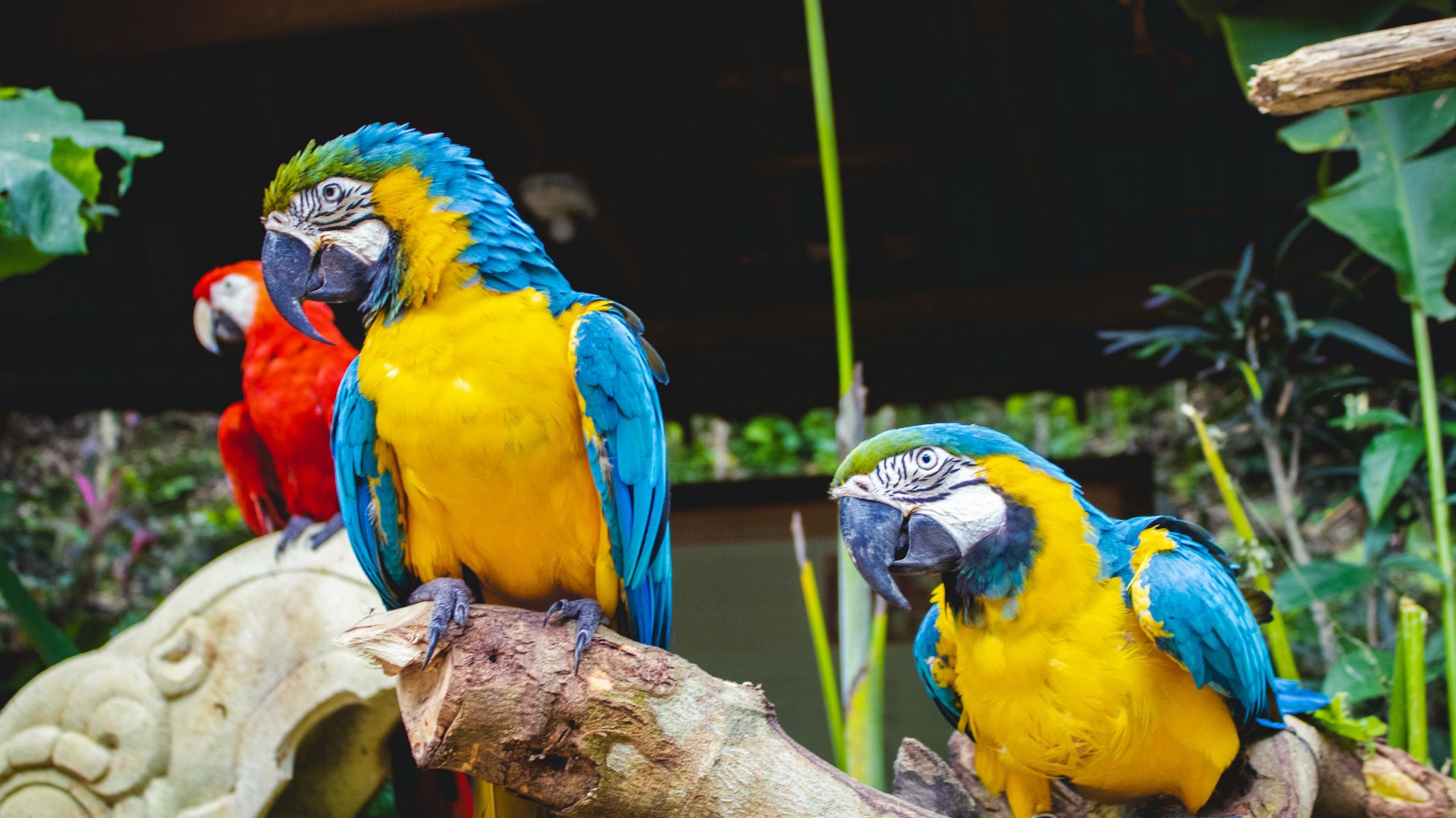 Circuit AMERICA CENTRALA: 7 tari in 17 zile 18 Noiembrie - 04 Decembrie 2026