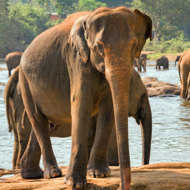 Circuit SRI LANKA & MALDIVE: Traditii sacre si paradis tropical 21 Noiembrie - 03 Decembrie 2026