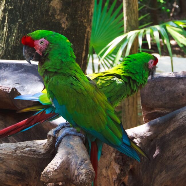 Sejur MEXIC: Vacanta exotica in Riviera Maya 24 Noiembrie - 05 Decembrie 2026