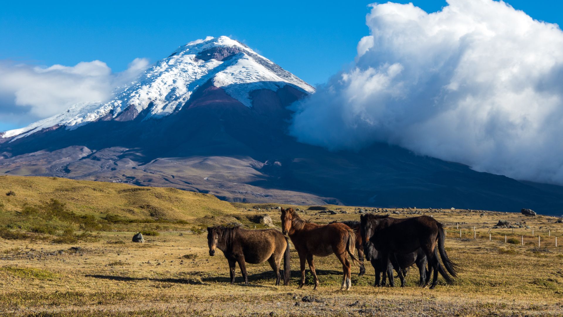 Circuit ECUADOR si GALAPAGOS: Un Paradis Vulcanic 16 -30 Ianuarie 2027