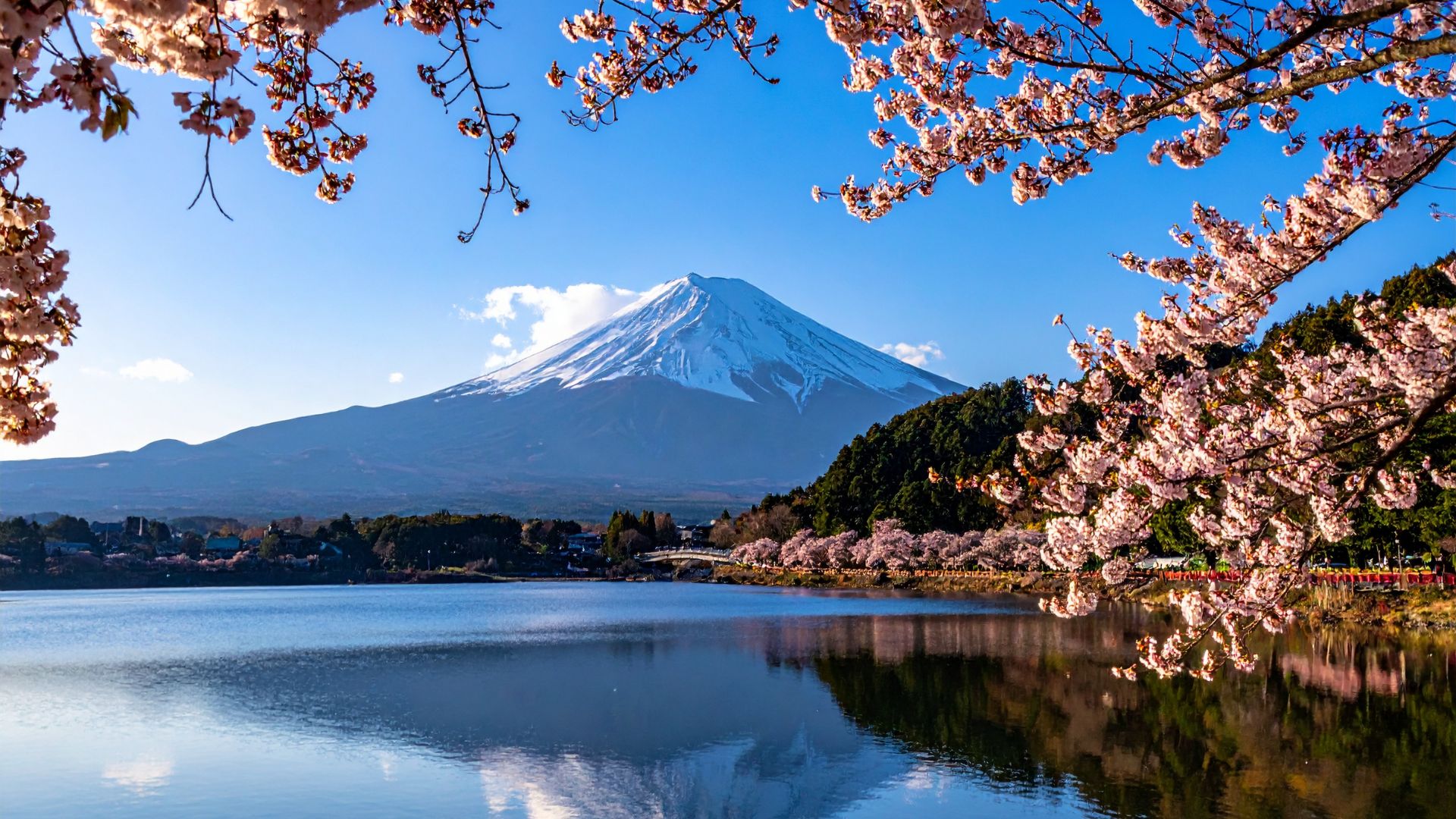 Japonia cu insotior de grup Circuit JAPONIA: Primavara Japoneza 04 - 16 Aprilie 2027