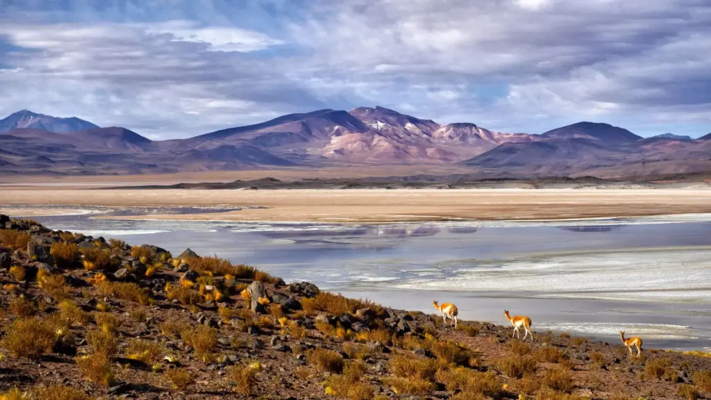 Circuit ARGENTINA - URUGUAY - CHILE: Patagonia, Insula Pastelui si Desertul Atacama 26 Ianuarie - 14 Februarie 2027