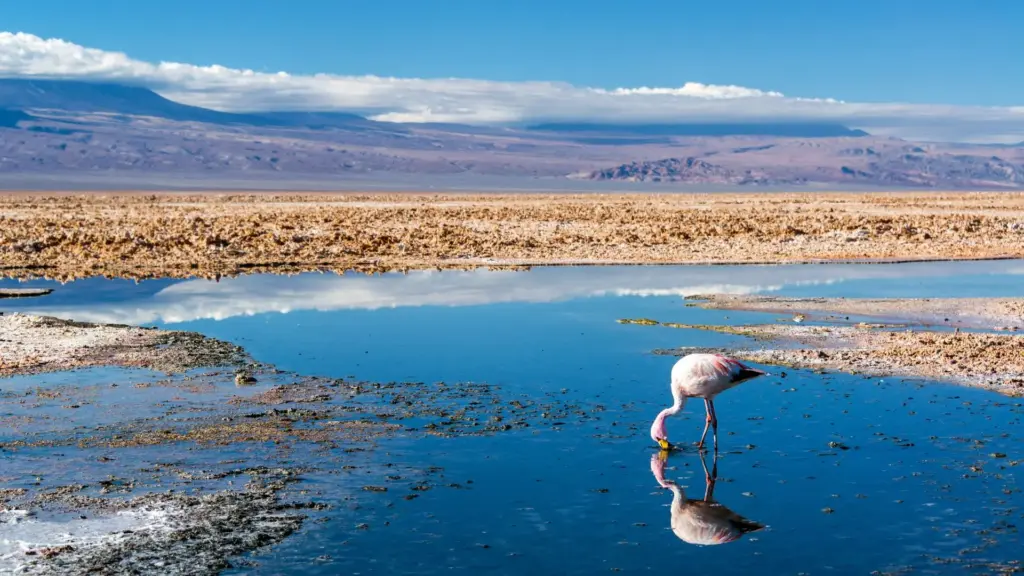 Circuit ARGENTINA - URUGUAY - CHILE: Patagonia, Insula Pastelui si Desertul Atacama 26 Ianuarie - 14 Februarie 2027