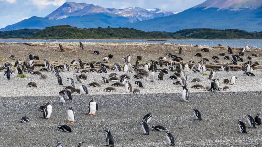 Circuit ARGENTINA - URUGUAY - CHILE: Patagonia, Insula Pastelui si Desertul Atacama 26 Ianuarie - 14 Februarie 2027