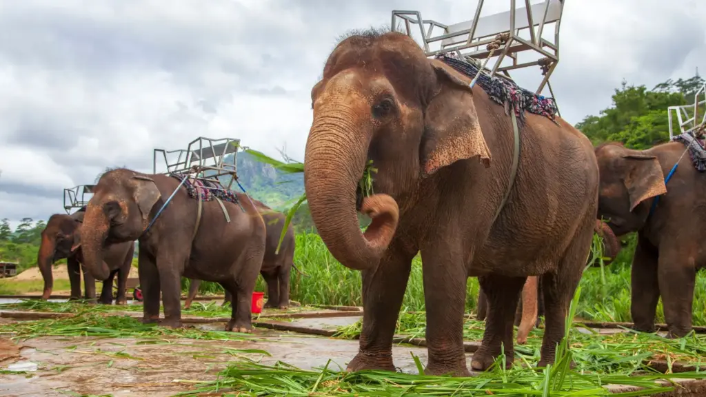 Circuit THAILANDA: Bangkok, Krabi si Phuket 31 Octombrie - 14 Noiembrie 2026