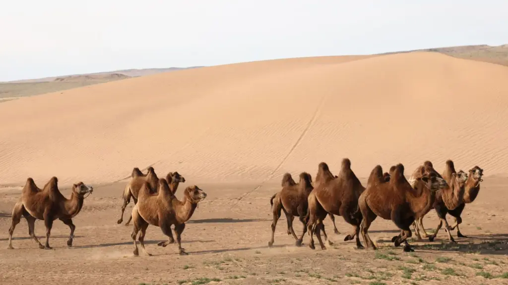 Circuit MONGOLIA: Festivalul Nadaam 10-19 Iulie 2026