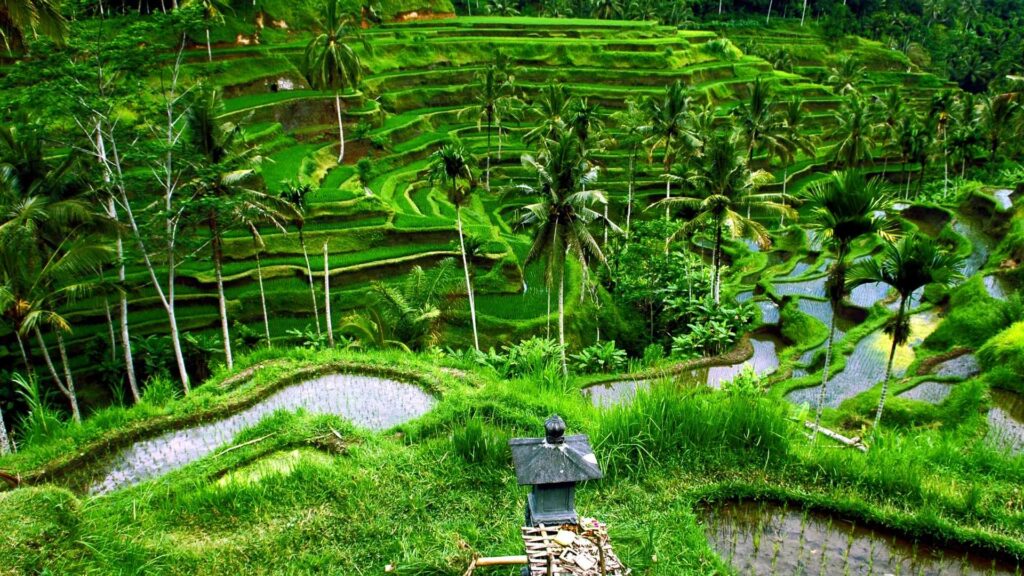 Surabaya - Bali - Ubud