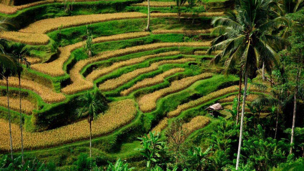 Circuit INDONEZIA: JAVA si BALI