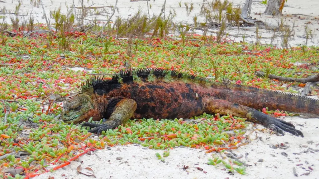Circuit ECUADOR si GALAPAGOS: Un Paradis Vulcanic 17 -30 Ianuarie 2027
