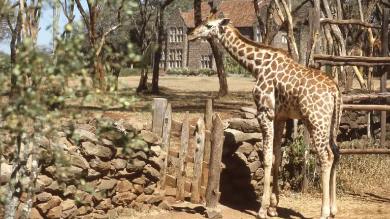 Fotografia 3 din galeria circuitului Circuit KENYA: Safari și relaxare pe plajă