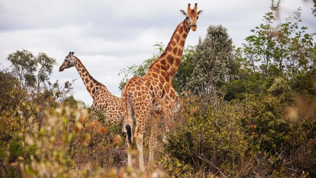 Circuit KENYA: Safari si relaxare pe plaja 27 Octombrie - 07 Noiembrie 2026