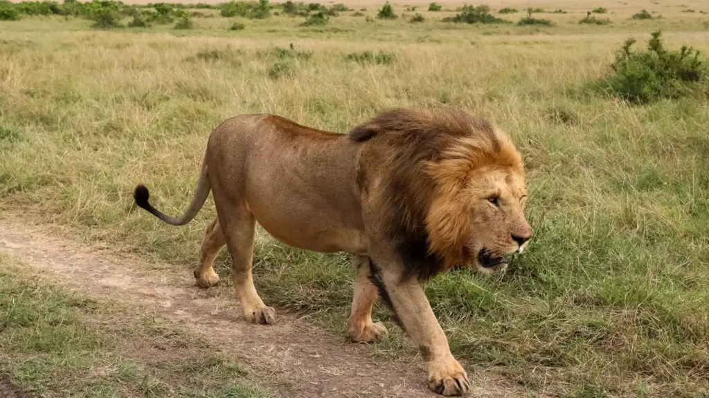 Circuit KENYA: Safari si relaxare pe plaja 27 Octombrie - 07 Noiembrie 2026