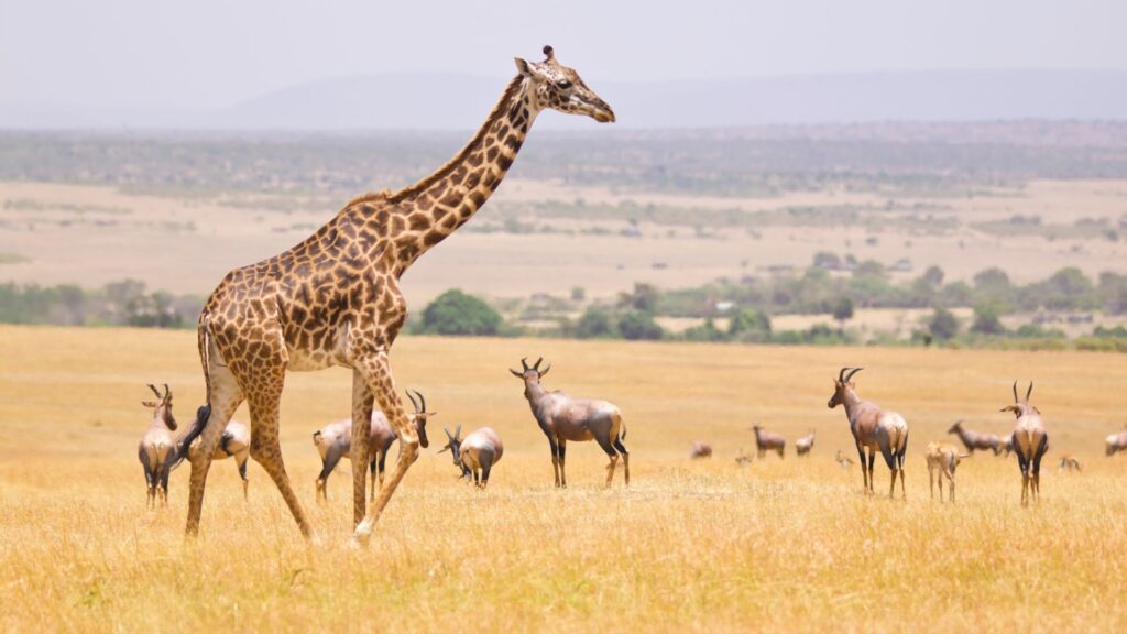 Circuit KENYA: Safari si relaxare pe plaja 27 Octombrie - 07 Noiembrie 2026