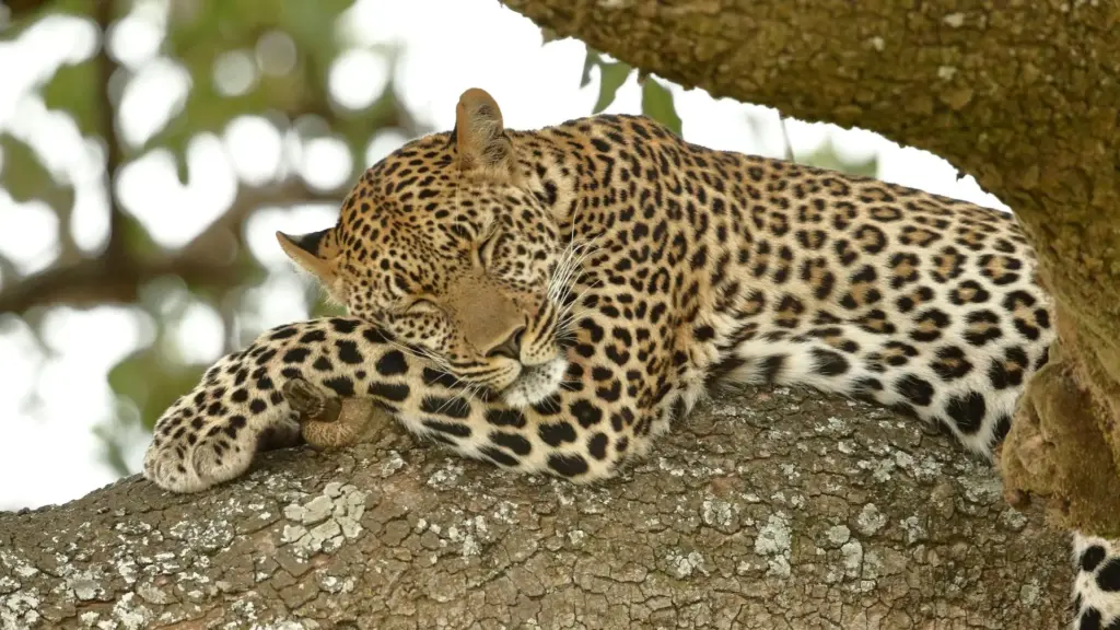Circuit KENYA: Safari si relaxare pe plaja 27 Octombrie - 07 Noiembrie 2026