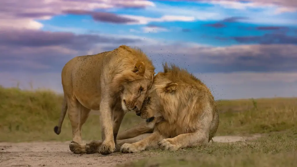 Circuit KENYA: Safari si relaxare pe plaja 27 Octombrie - 07 Noiembrie 2026