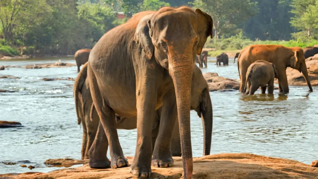Circuit SRI LANKA & MALDIVE: Traditii sacre si paradis tropical 21 Noiembrie - 03 Decembrie 2026