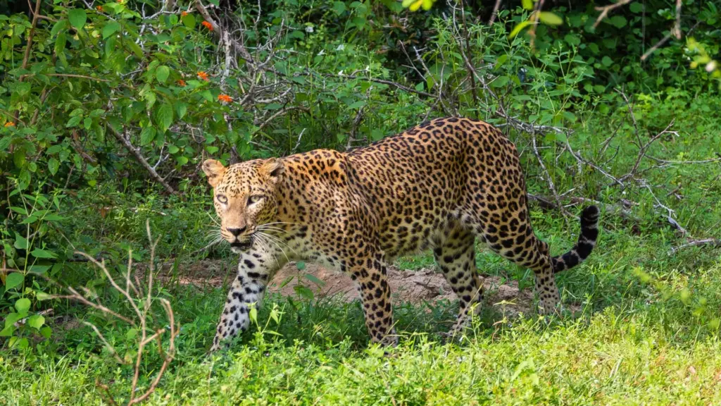 Circuit SRI LANKA & MALDIVE: Traditii sacre si paradis tropical 21 Noiembrie - 03 Decembrie 2026