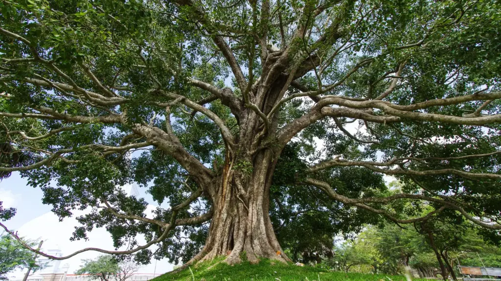 Circuit SRI LANKA & MALDIVE: Traditii sacre si paradis tropical 21 Noiembrie - 03 Decembrie 2026