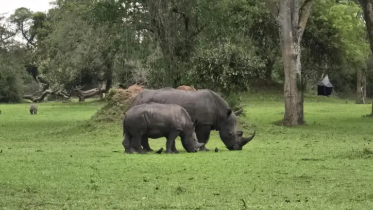 Fotografia 1 din galeria circuitului Circuit UGANDA și RWANDA: Aventura în inima Africii de Est