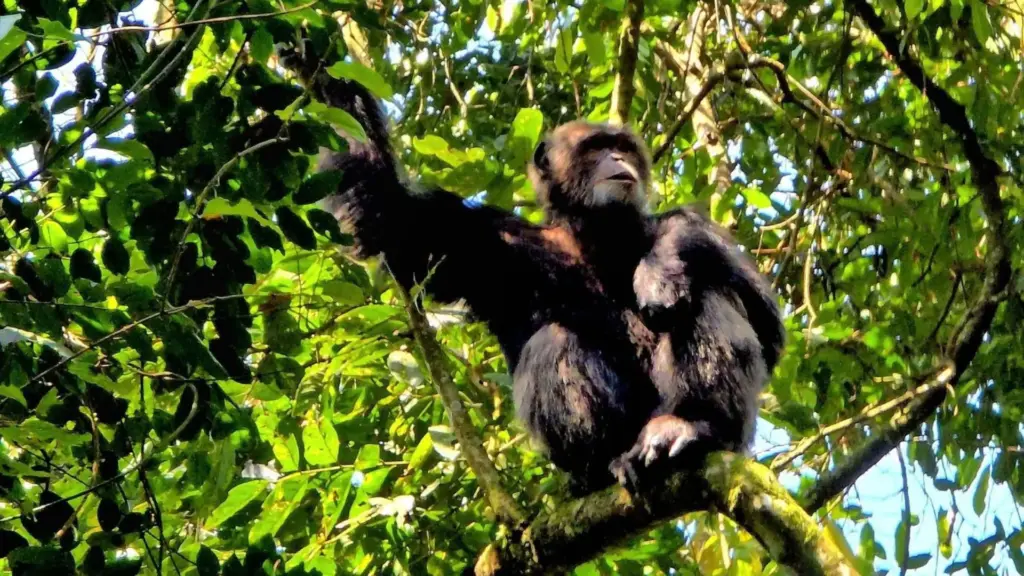 Circuit UGANDA si RWANDA: Aventura in inima Africii de Est 28 Noiembrie-12 Decembrie 2026