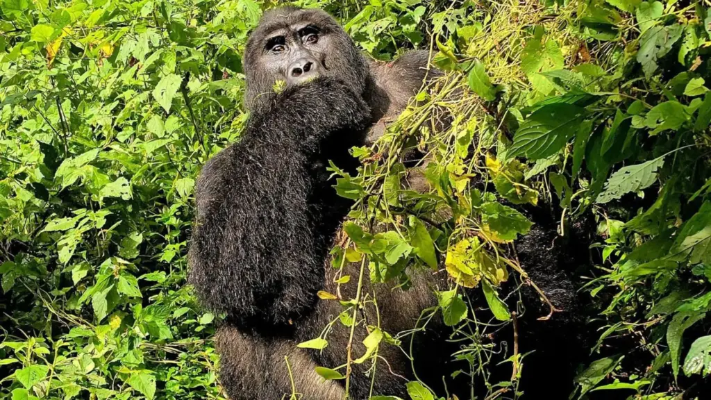 Circuit UGANDA si RWANDA: Aventura in inima Africii de Est 28 Noiembrie-12 Decembrie 2026