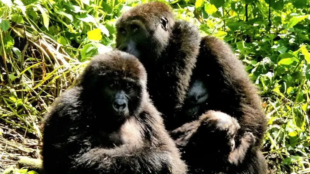 Circuit UGANDA si RWANDA: Aventura in inima Africii de Est 28 Noiembrie-12 Decembrie 2026