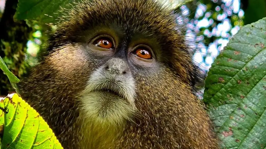 Circuit UGANDA si RWANDA: Aventura in inima Africii de Est 28 Noiembrie-12 Decembrie 2026